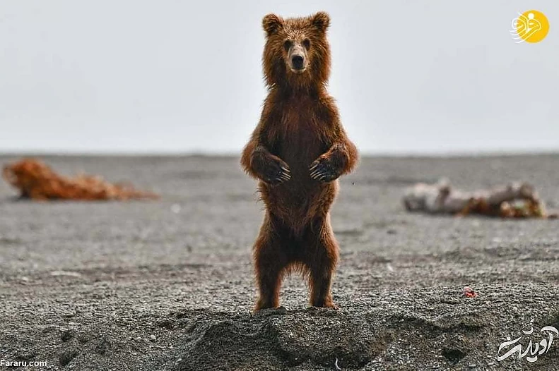 تصاویر منتخب حیات وحش در یک هفته